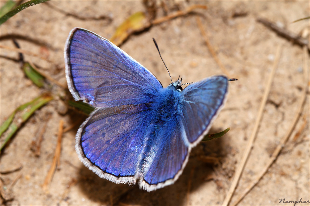 Douceur blue